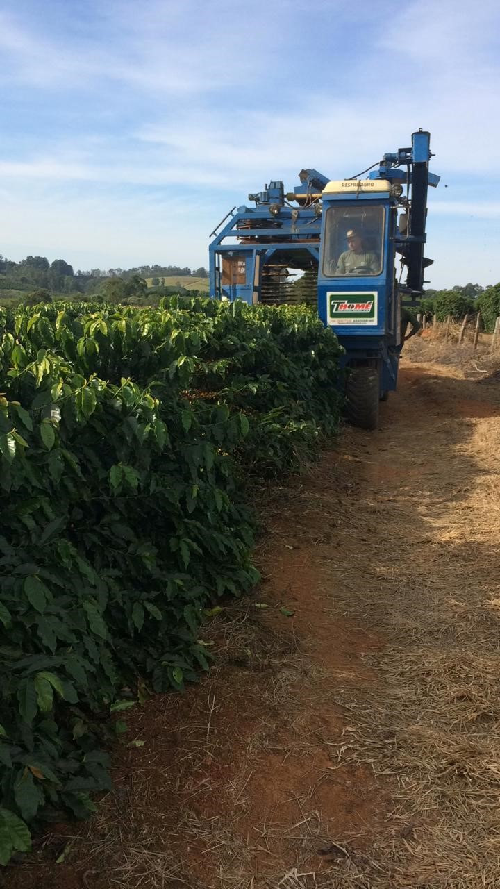 Foto 9: Colhedora de café automotriz mini TDI Electron adaptada para colheita de lavouras novas iniciando a colheita na cultivar MGS Paraíso 2. Fonte: Própria (2020).