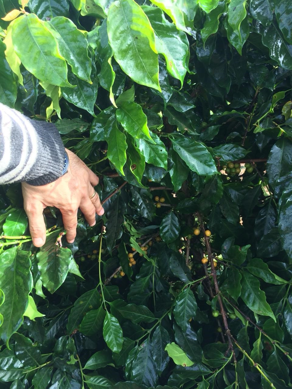 Foto 12: Planta de café da cultivar Catucaí 2SL depois de passar a colhedora de café regulada no dia 05 de junho de 2020, observa-se que a maior parte dos frutos maduros foi derriçada dentro da planta. Fonte: Própria (2020).