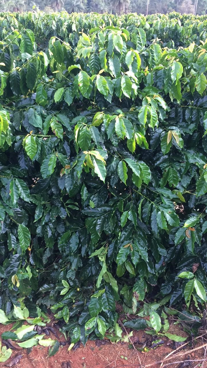 Foto 13: Planta de café da cultivar Catucaí 2SL depois de passar a colhedora de café regulada no dia 05 de junho de 2020, observa-se que o nível de desfolha e deslocamento de ramos foi mínimo. Fonte: Própria (2020).
